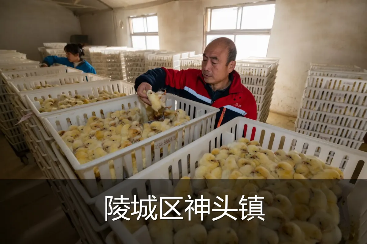 陵城区神头镇